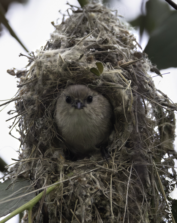 emily renzel wetlands 2026